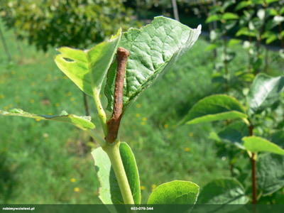 MIERNIKOWCOWATE GASIENICA_2 